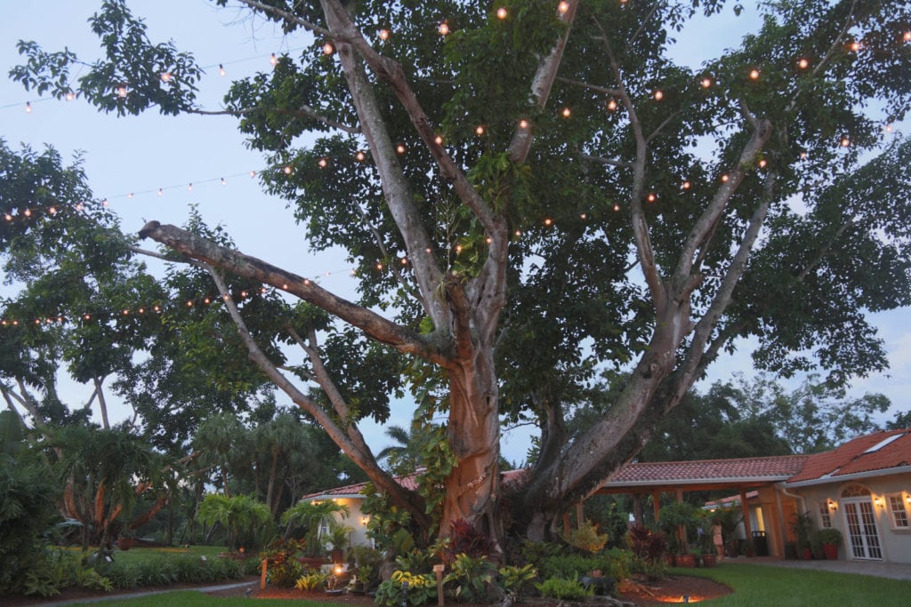 One of the massive fig trees on the grounds at Shangri-La Spring and Spa